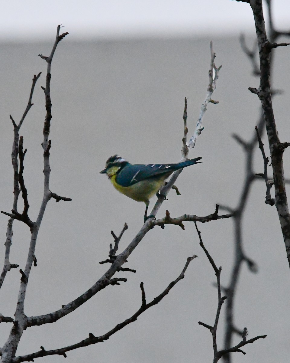 Cinciarella algerina - ML644851123