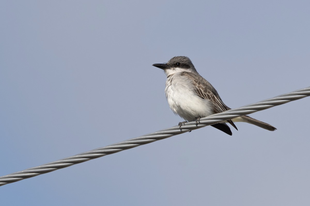 Gray Kingbird - ML644851159
