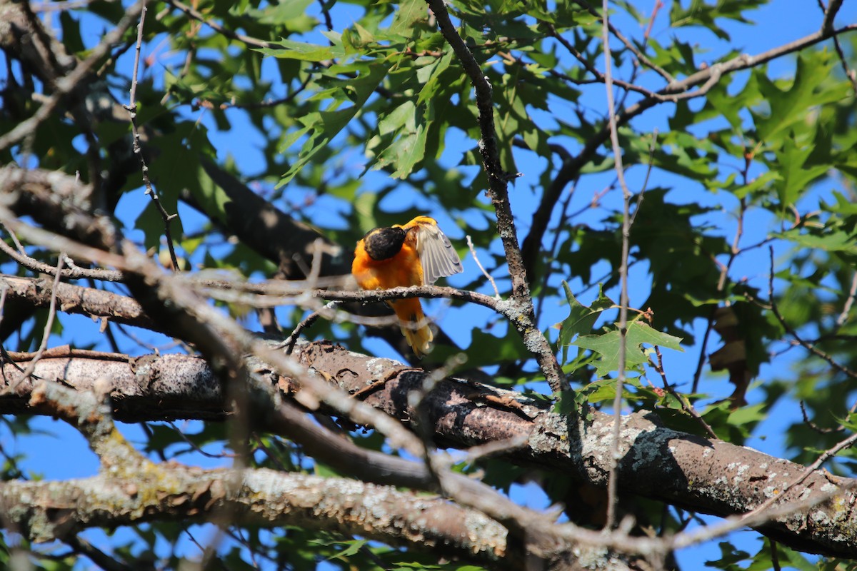 ボルチモアムクドリモドキ - ML644851160