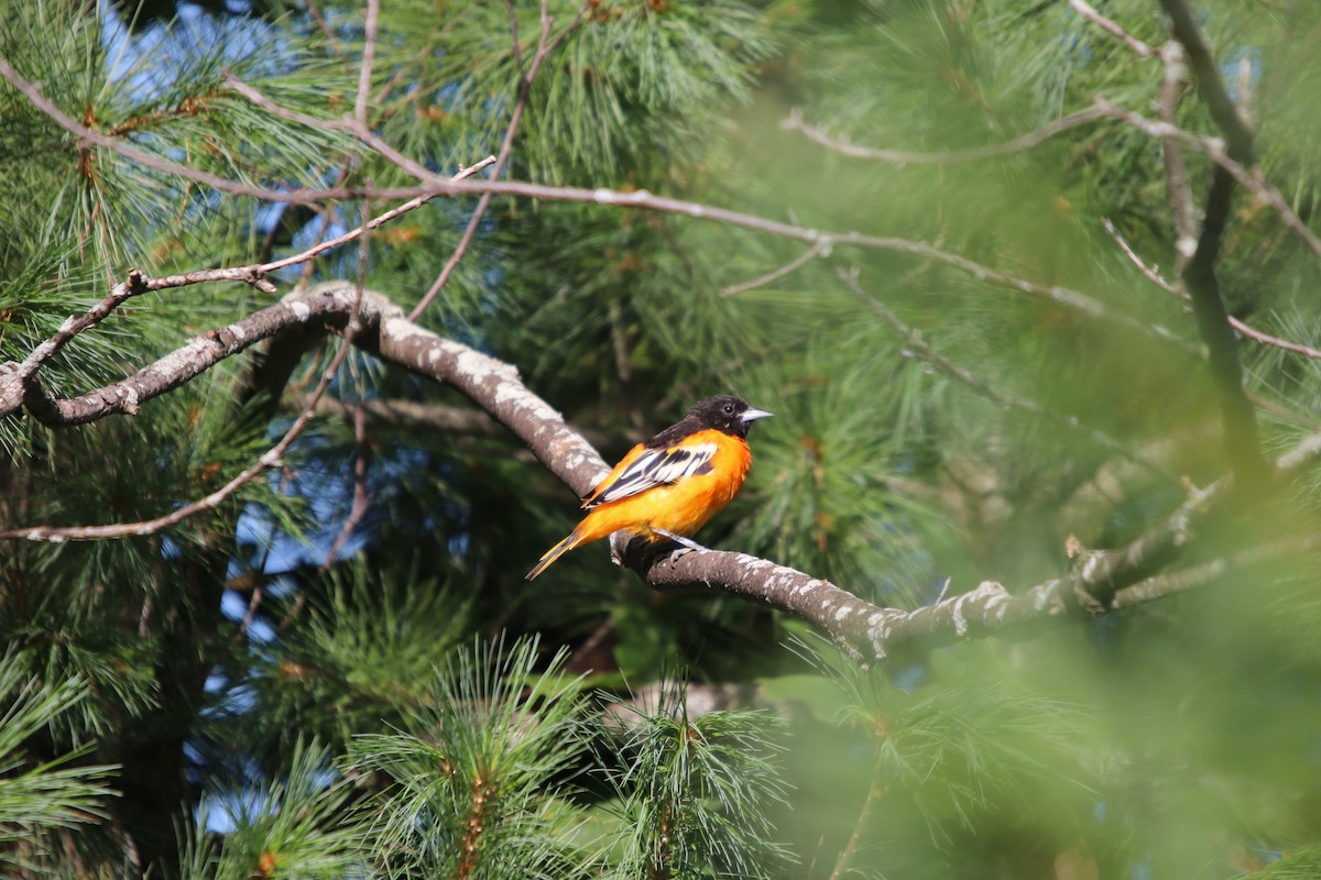 ボルチモアムクドリモドキ - ML644851171