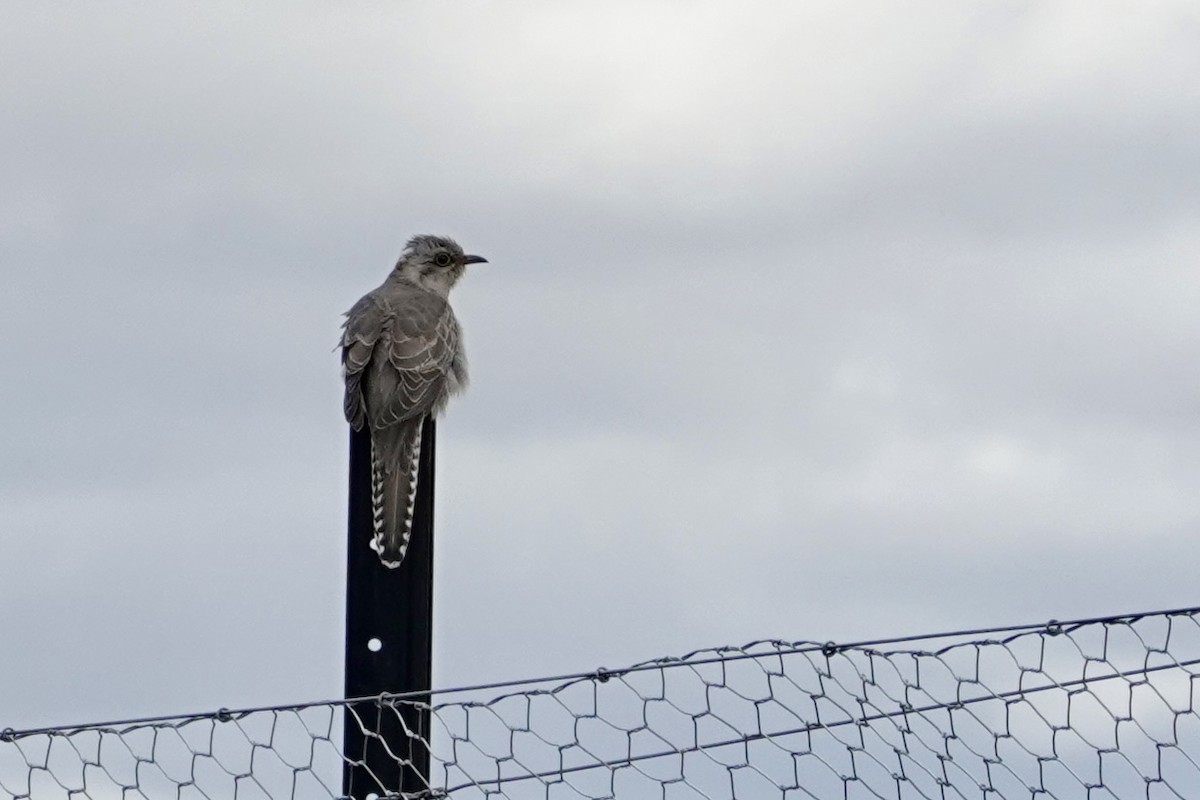 Pallid Cuckoo - ML644851190