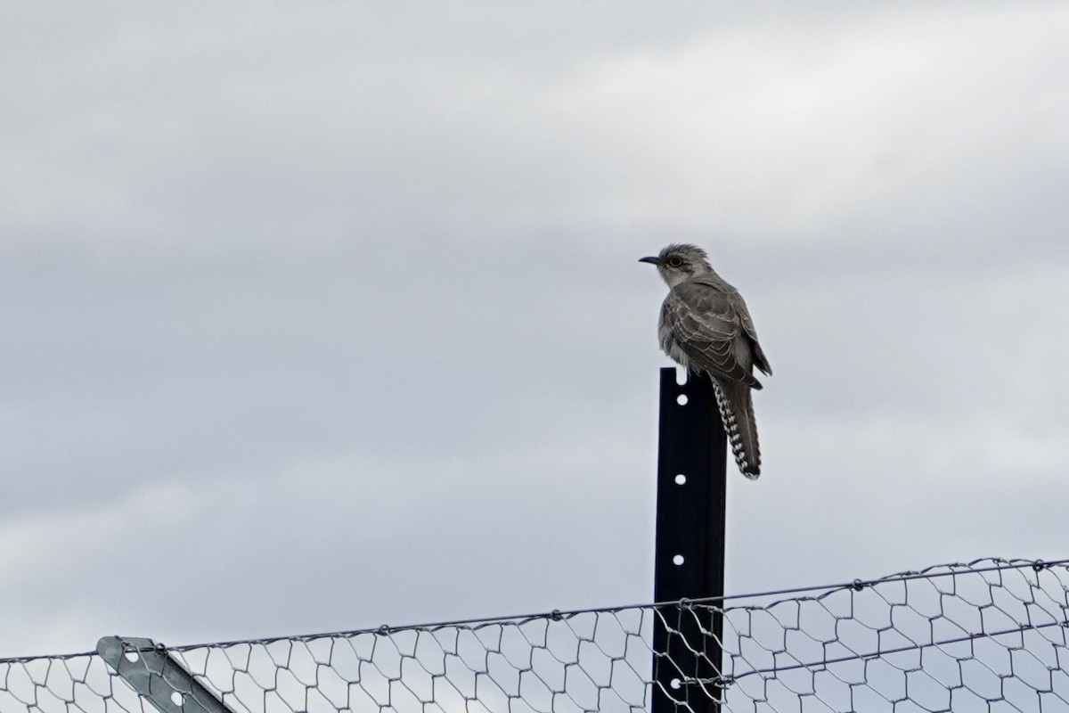 Pallid Cuckoo - ML644851191