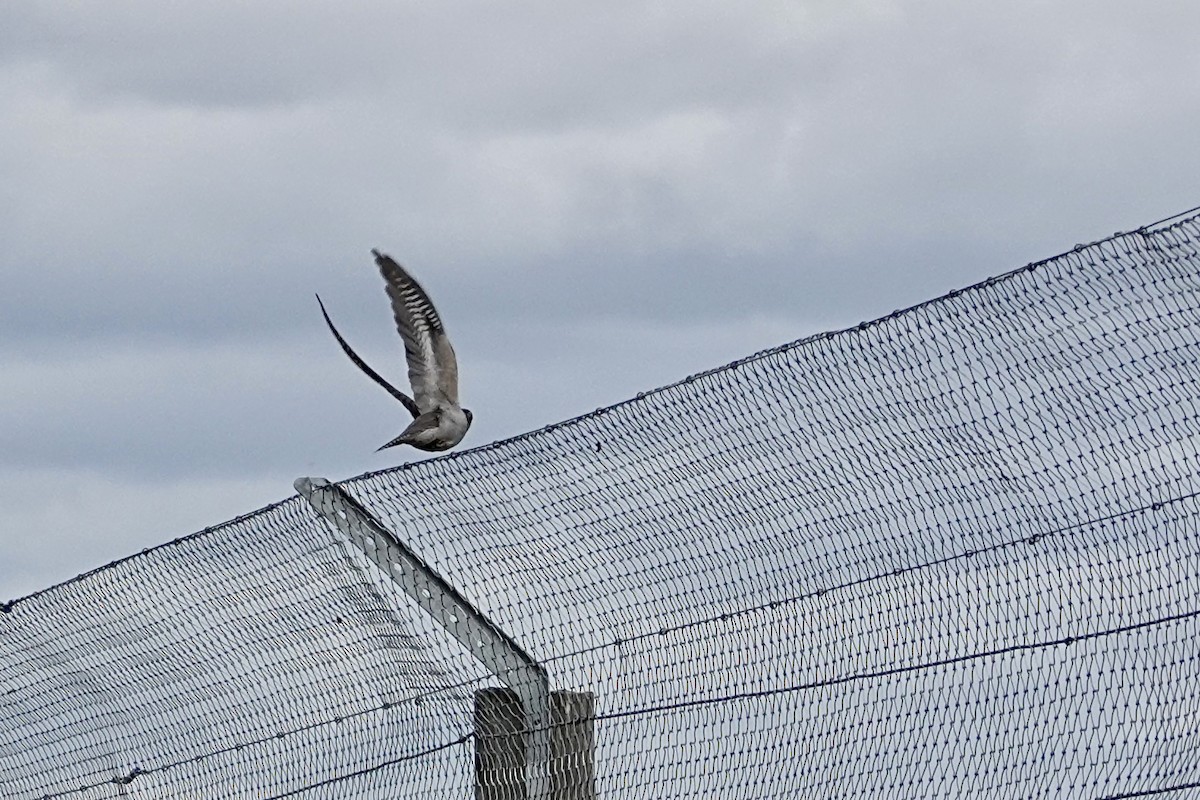 Pallid Cuckoo - ML644851192