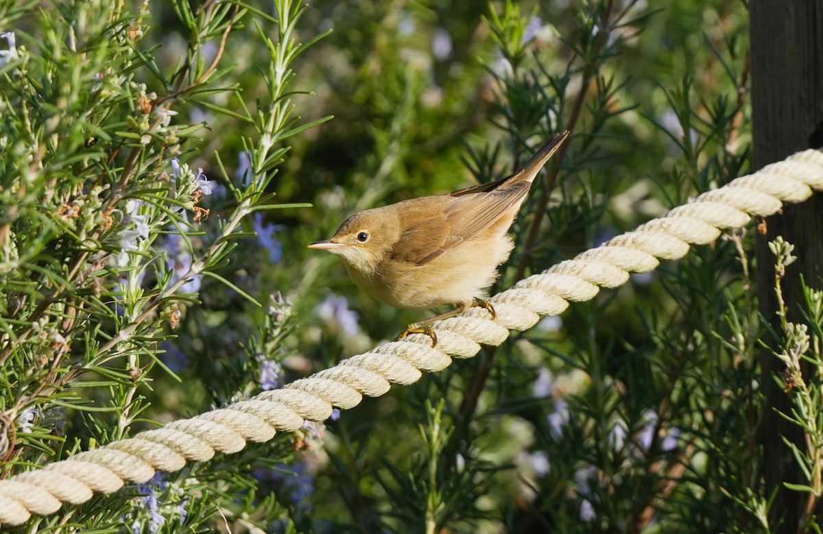 Common Reed Warbler - ML644851206