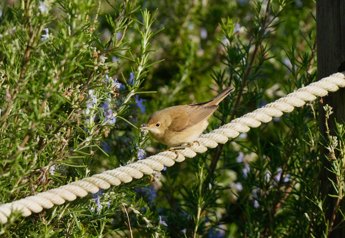 Common Reed Warbler - ML644851207