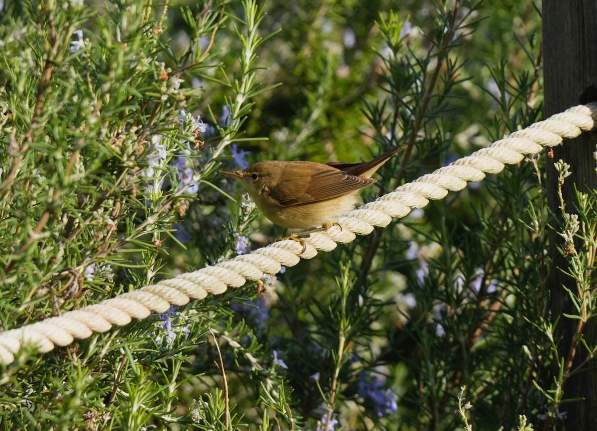 Common Reed Warbler - ML644851208