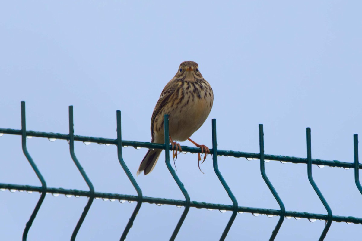 Щеврик лучний - ML644851224