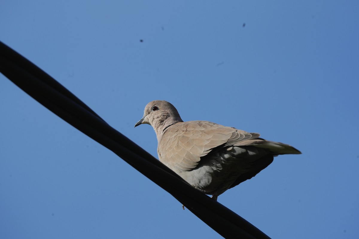 Eurasian Collared-Dove - ML644851225