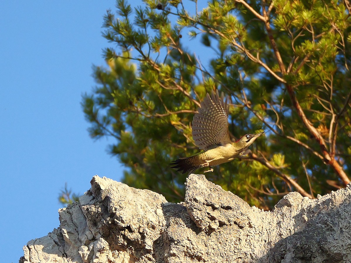 Eurasian Green Woodpecker - ML644851230