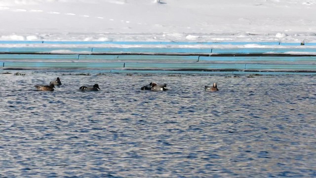 ヨシガモ - ML644851246