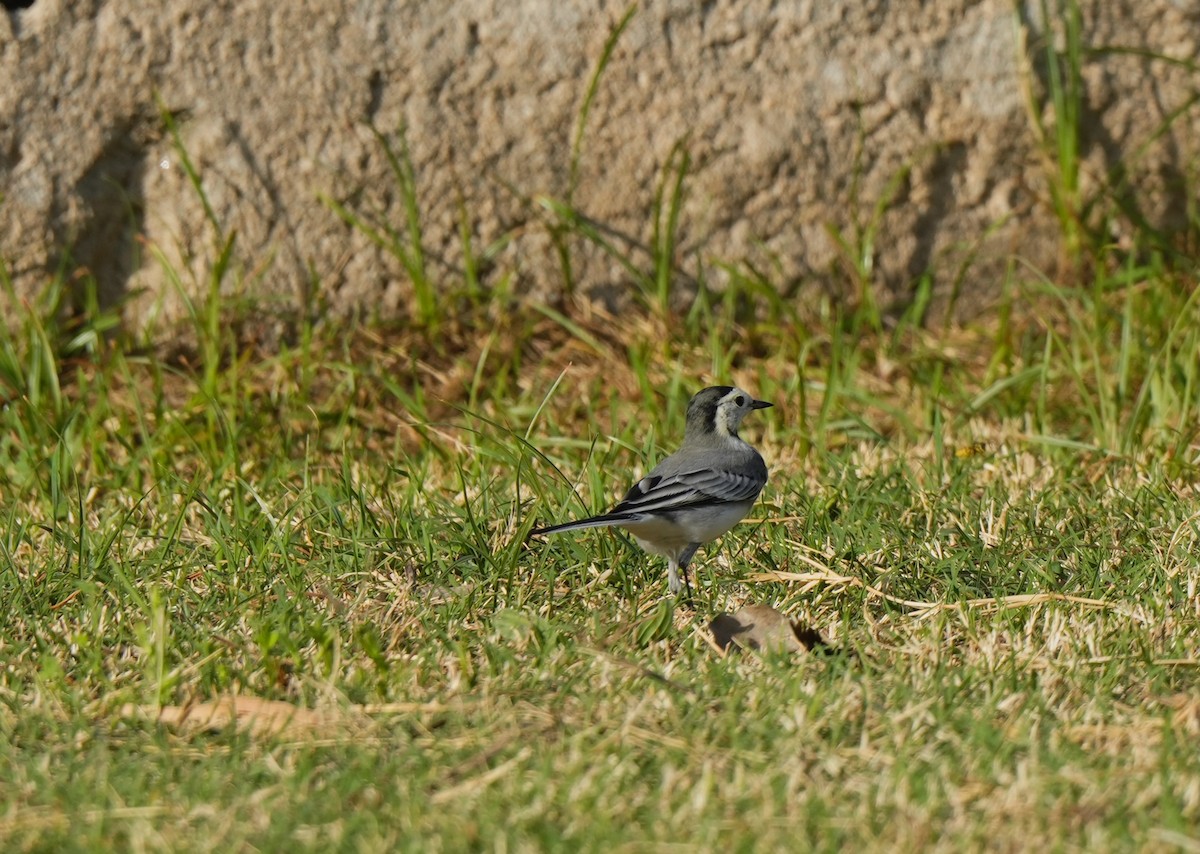 White Wagtail - ML644851257