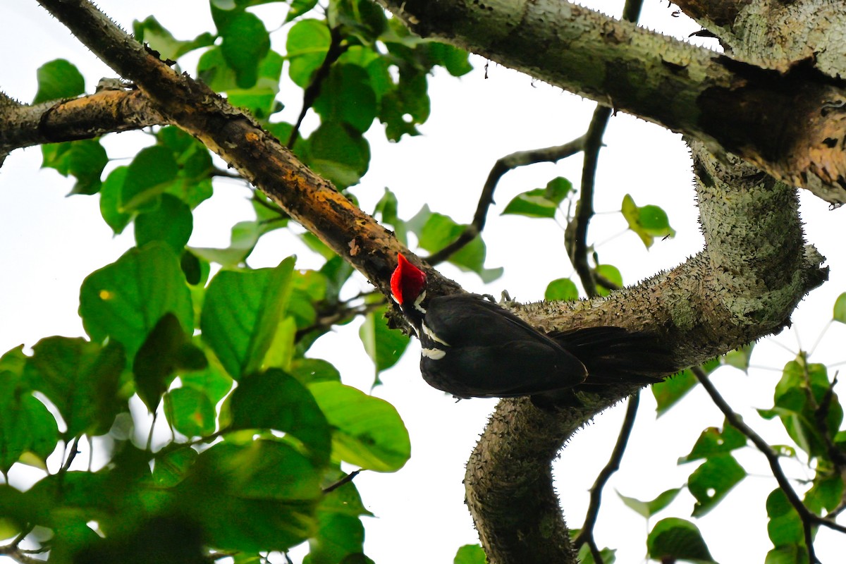 Crimson-crested Woodpecker - ML644851299