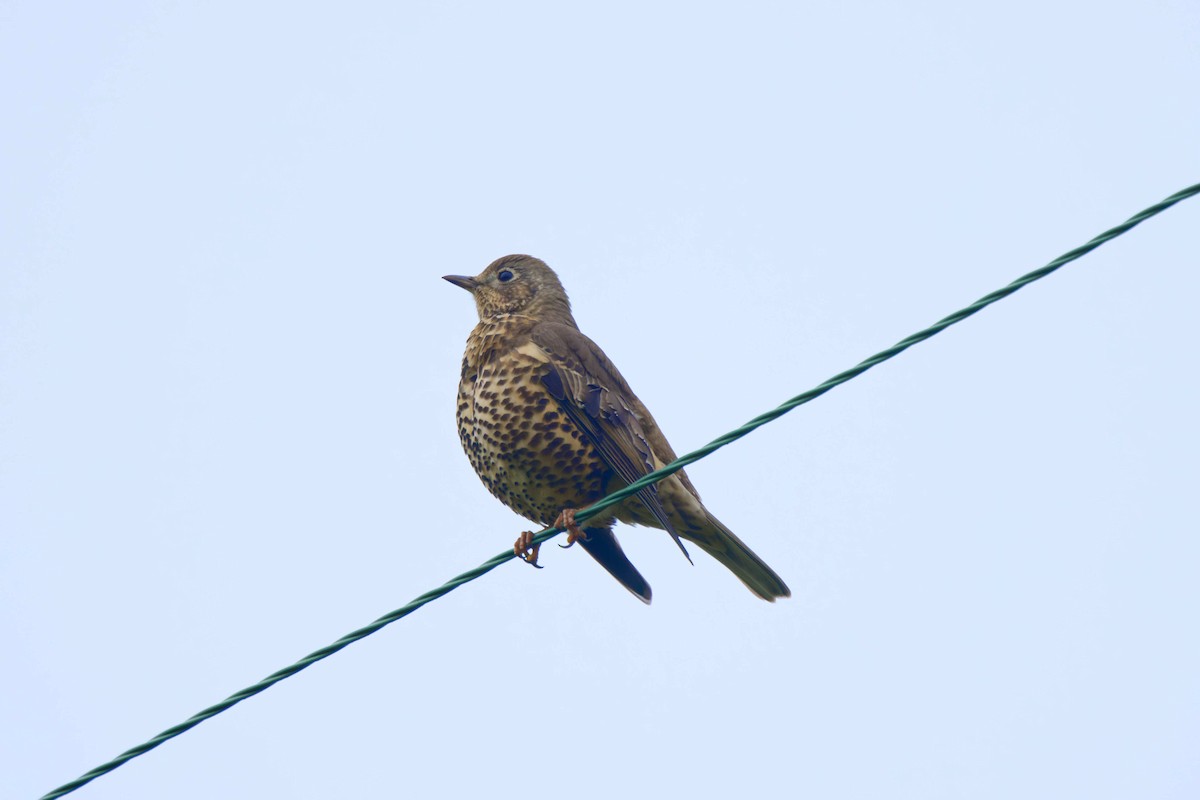 drozd brávník - ML644851312