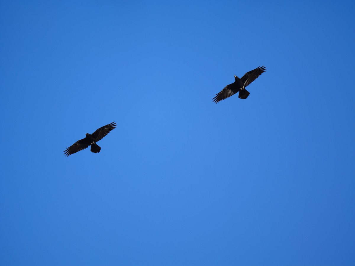 Common Raven - ML644851320