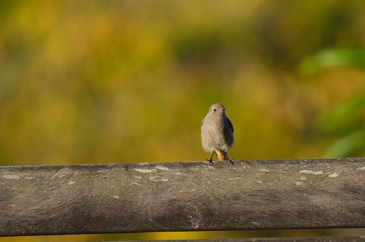 Black Redstart - ML644851322