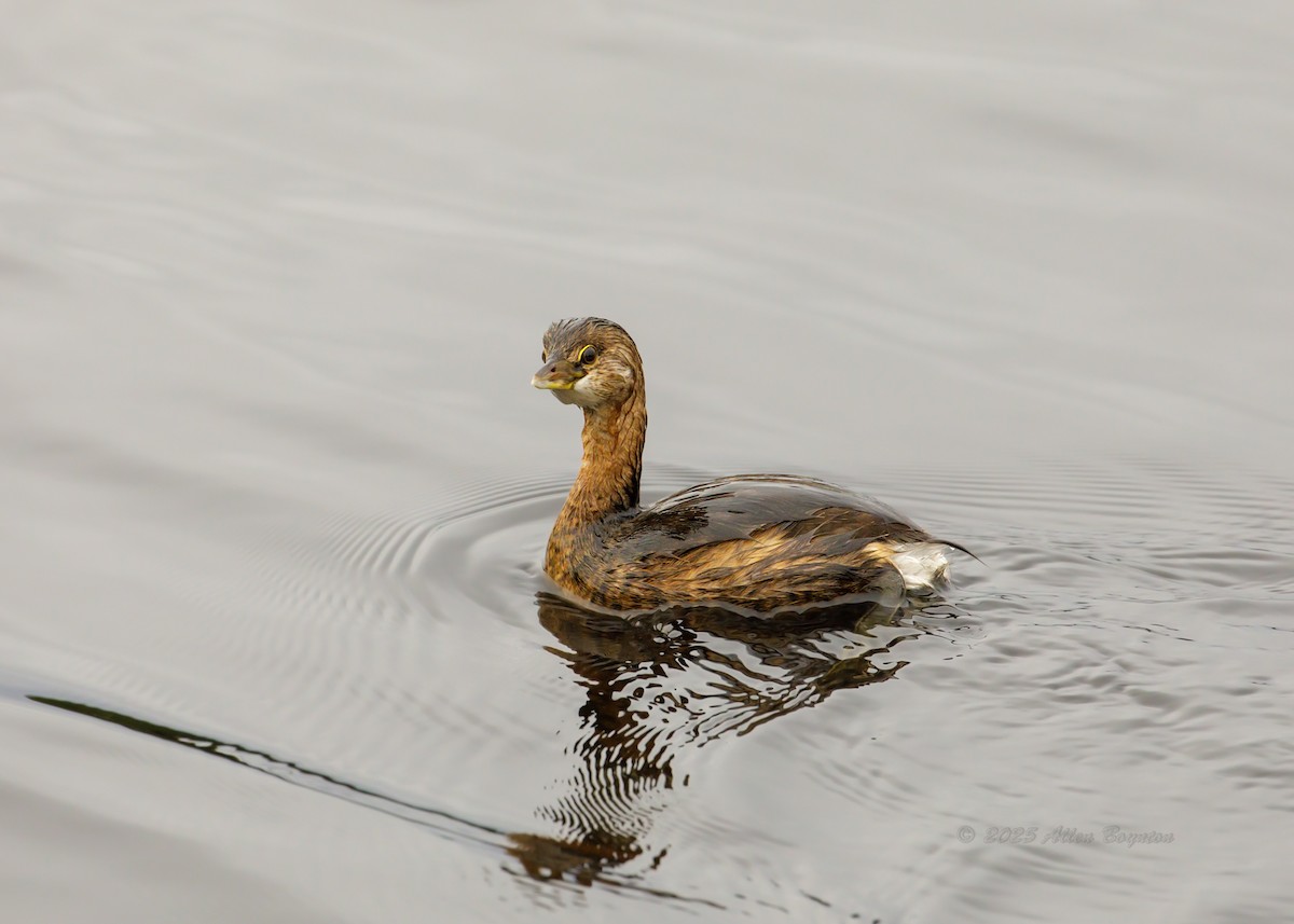 オビハシカイツブリ - ML644851332