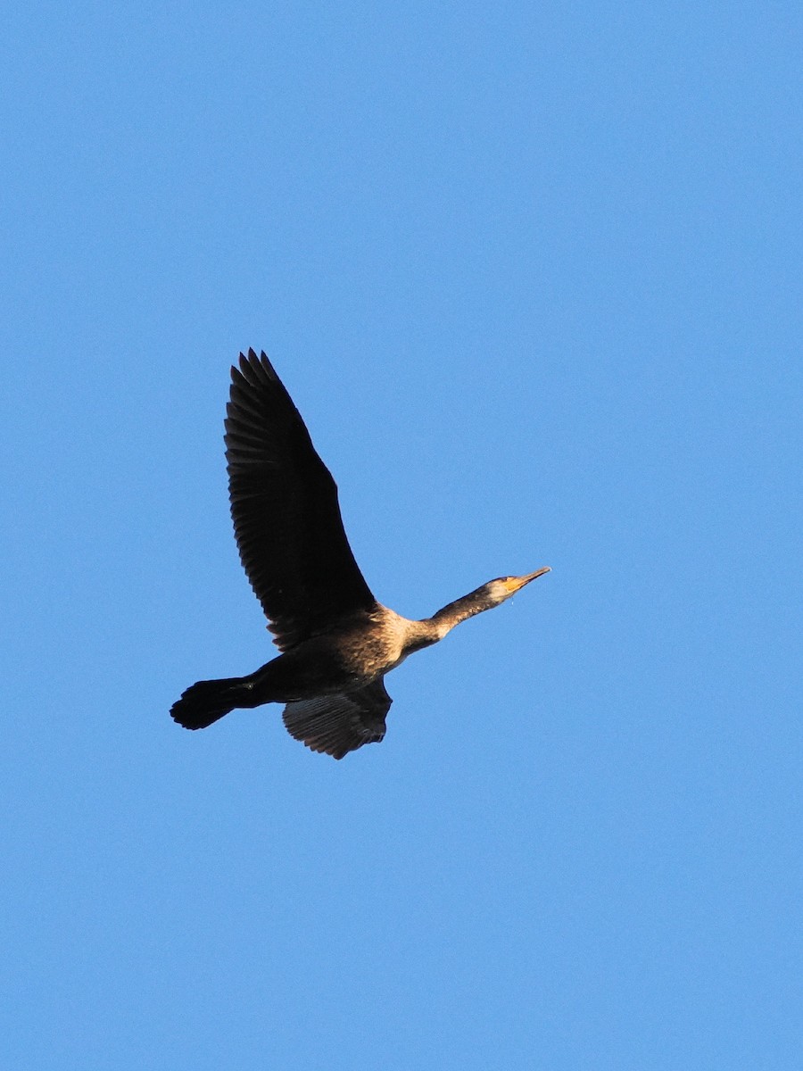 kormorán velký - ML644851345