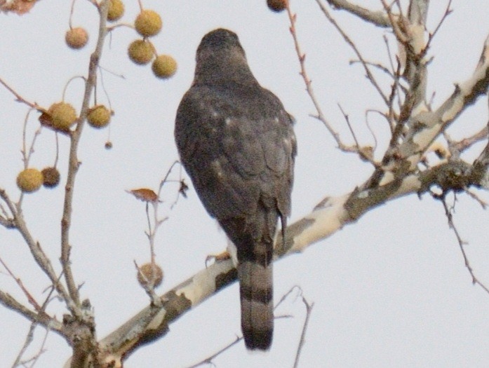 Cooper's Hawk - ML644851351
