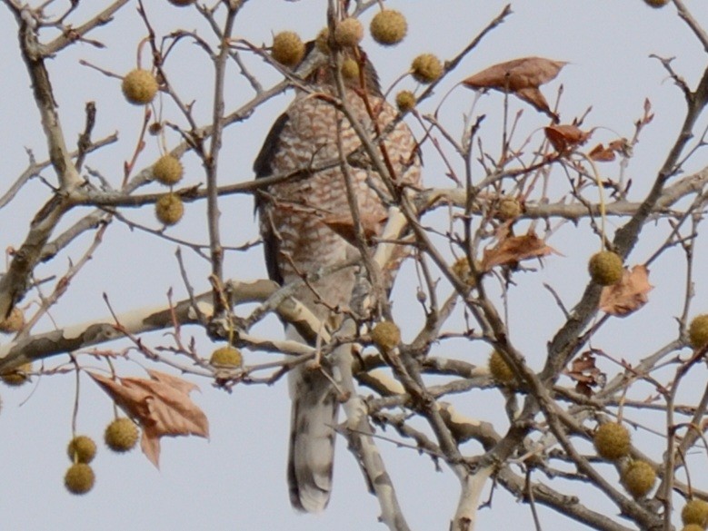 Cooper's Hawk - ML644851352