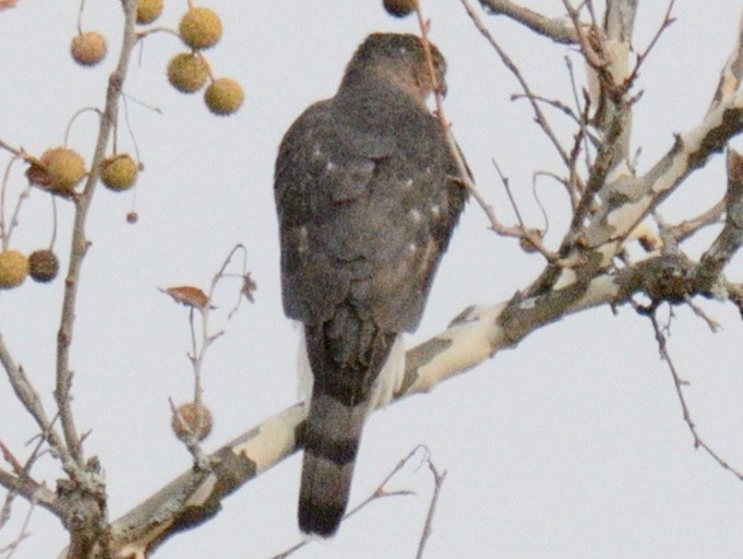 Cooper's Hawk - ML644851353