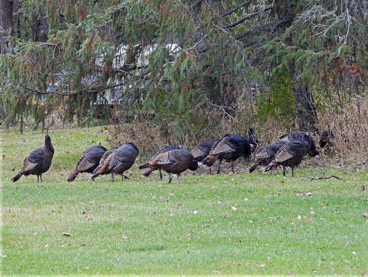 krocan divoký - ML644851356