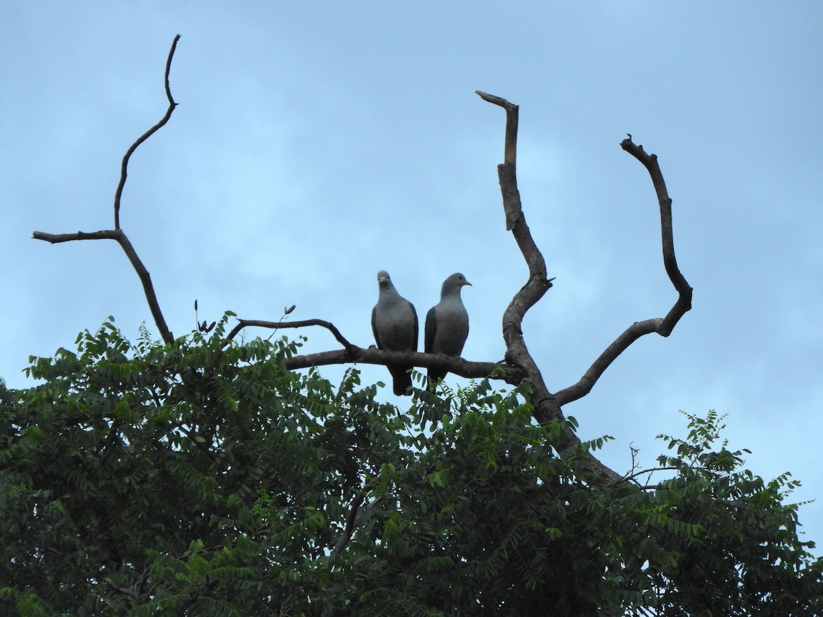 Green Imperial-Pigeon - ML644851357