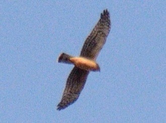Northern Harrier - ML644851386