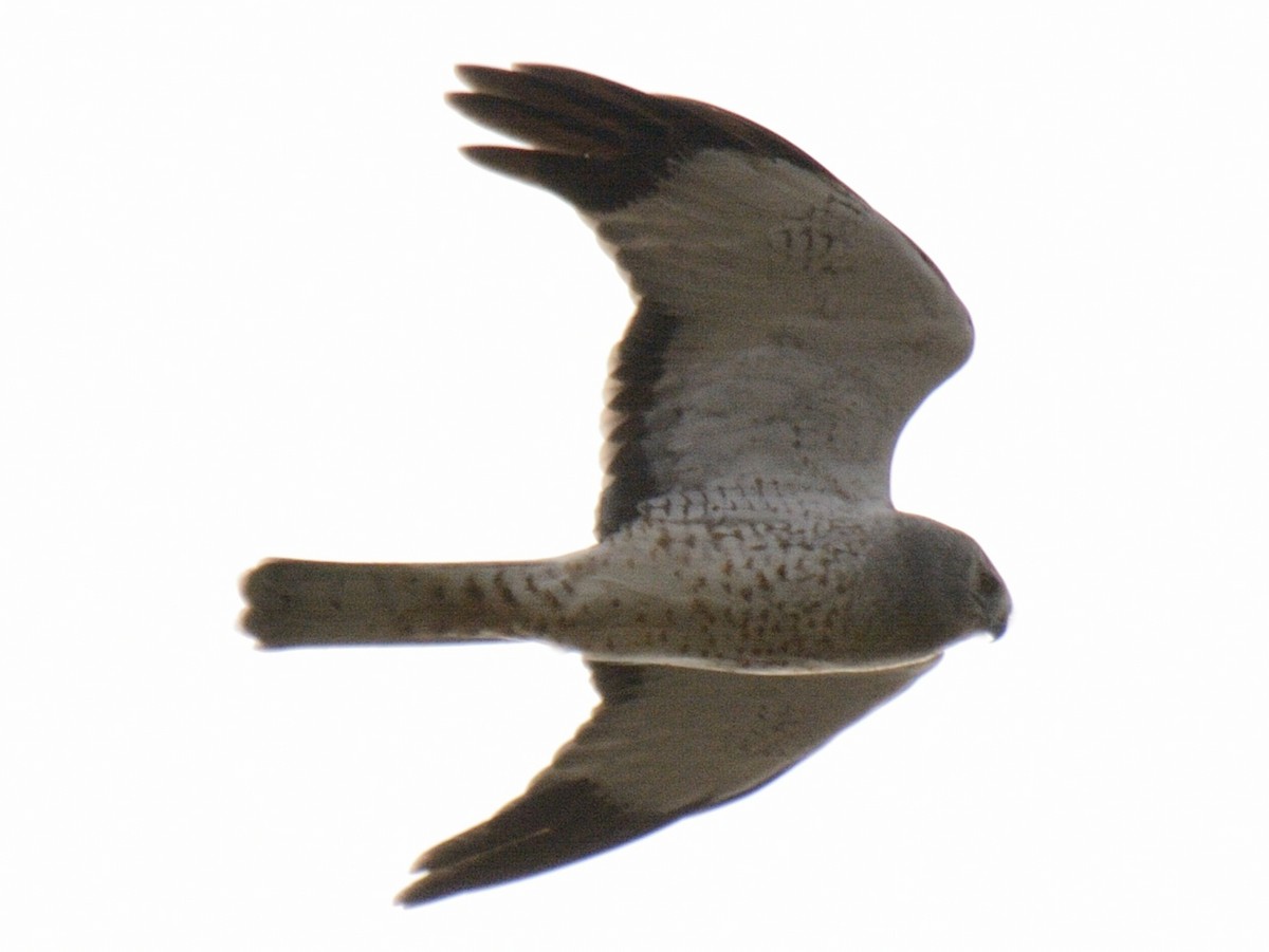Northern Harrier - ML644851387