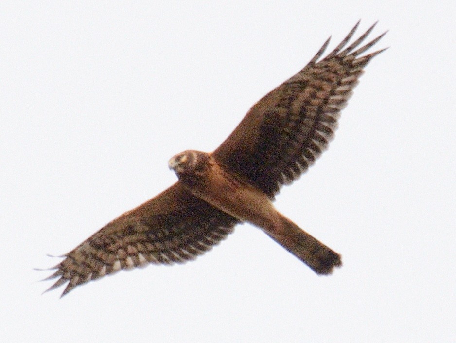 Northern Harrier - ML644851388