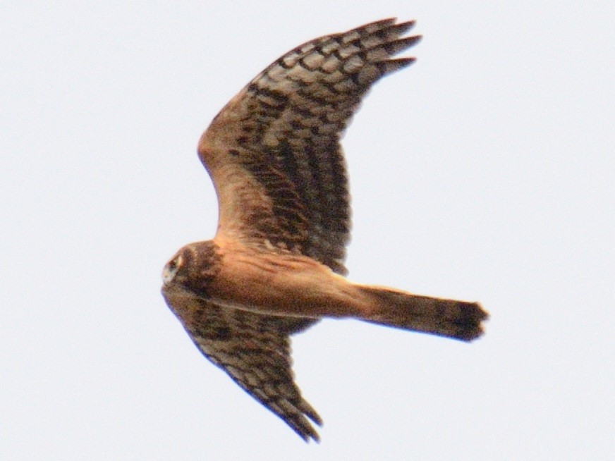 Northern Harrier - ML644851389