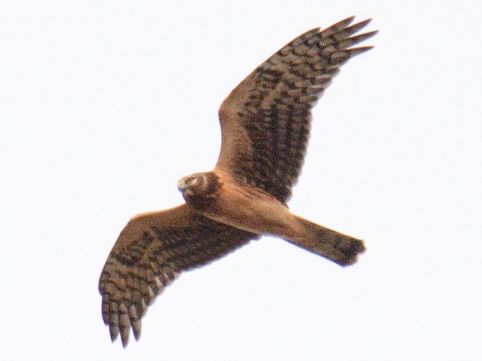 Northern Harrier - ML644851390