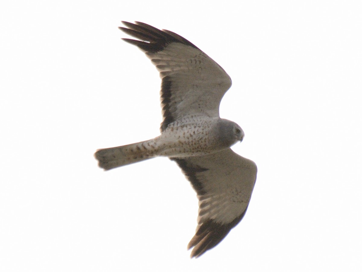 Northern Harrier - ML644851391