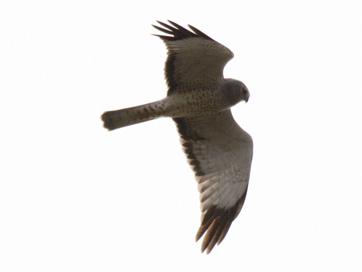 Northern Harrier - ML644851392