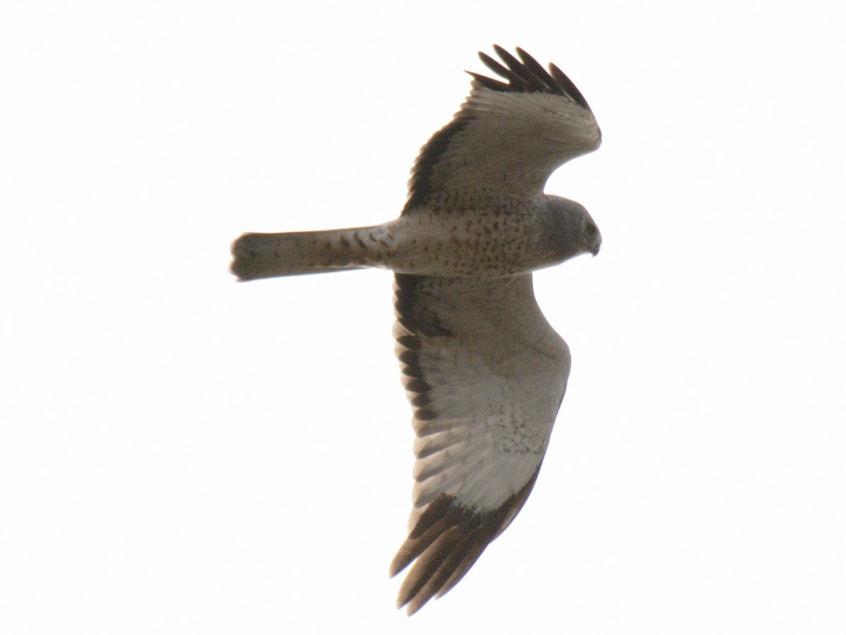 Northern Harrier - ML644851393