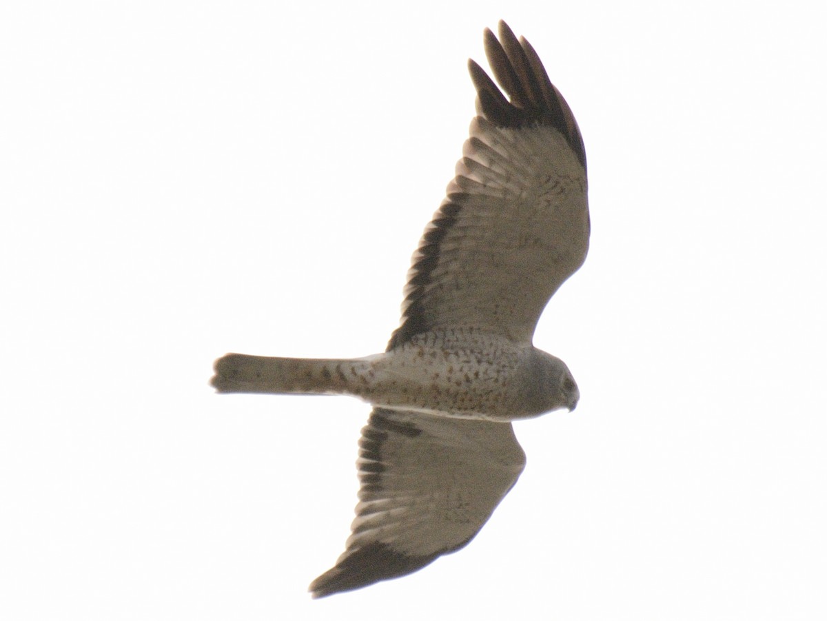 Northern Harrier - ML644851394