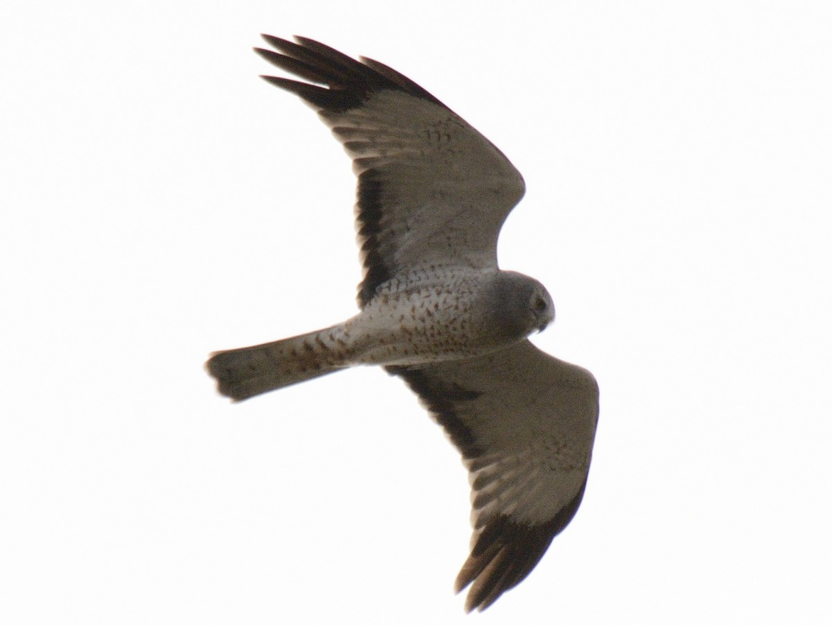 Northern Harrier - ML644851395