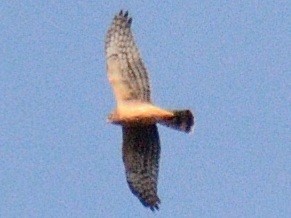 Northern Harrier - ML644851396