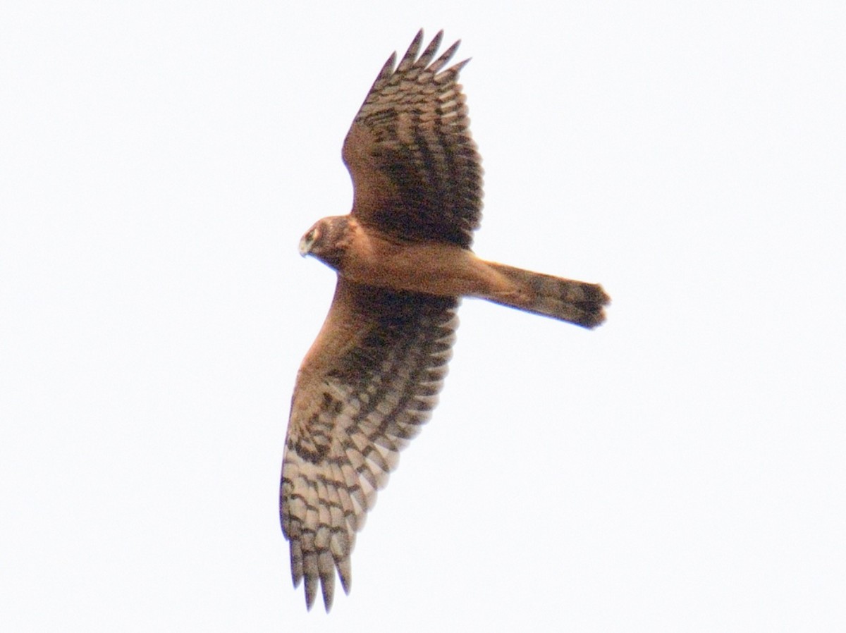 Northern Harrier - ML644851397