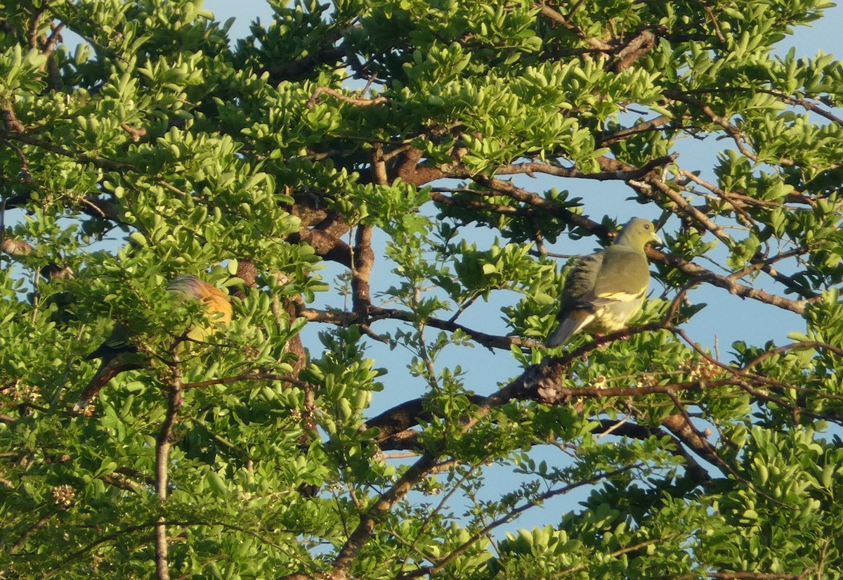 Оранжевогрудый зелёный голубь - ML644851408