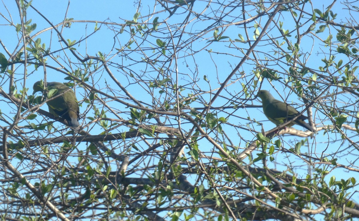 Оранжевогрудый зелёный голубь - ML644851416