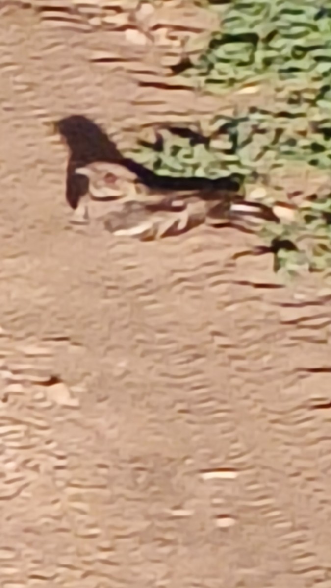 Hint Çobanaldatanı - ML644851423