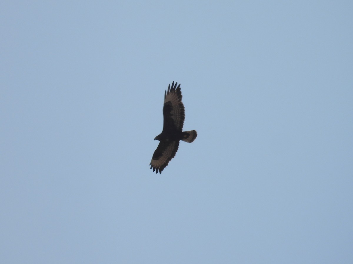 Buse féroce - ML644851429