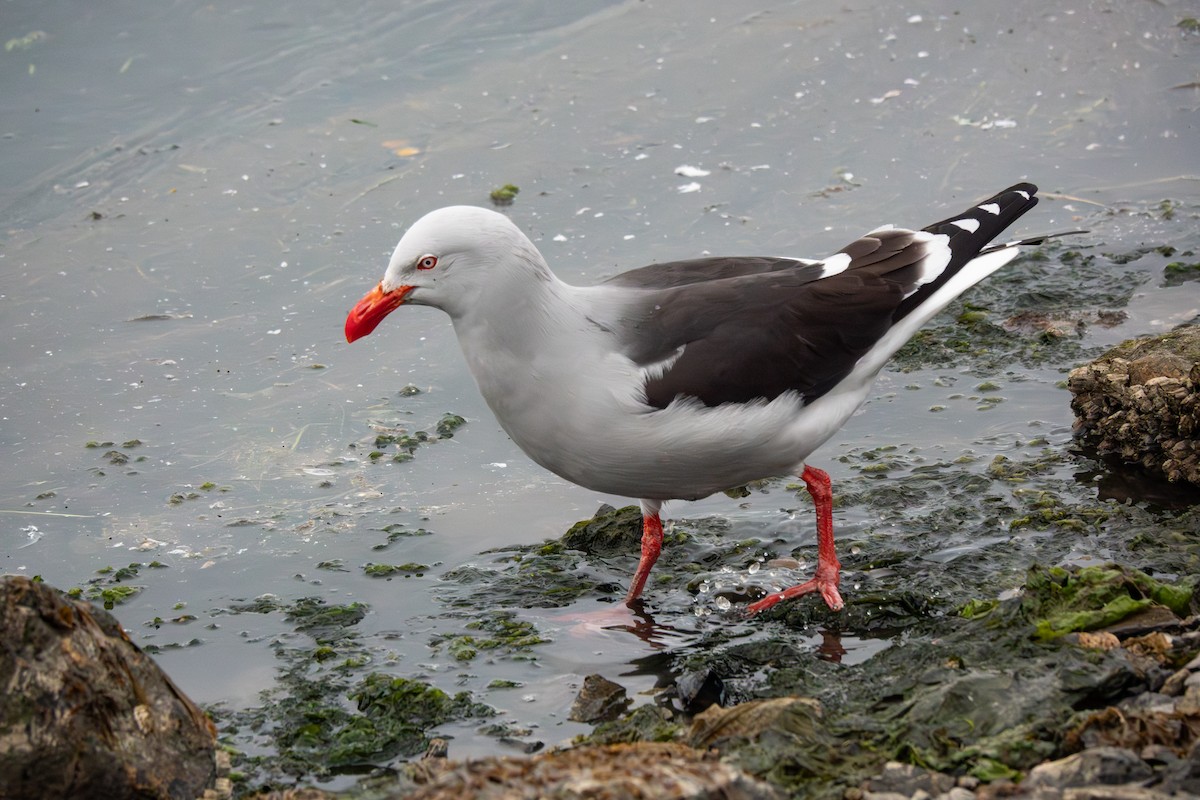 Goéland de Scoresby - ML644851433