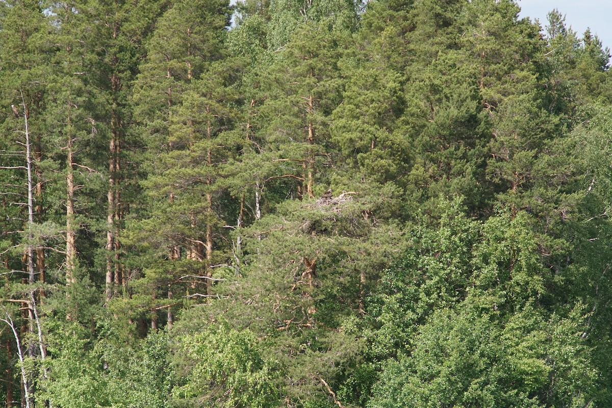 Osprey - ML644851440