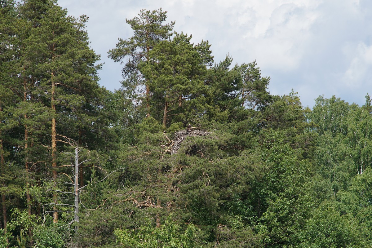 Osprey - ML644851441