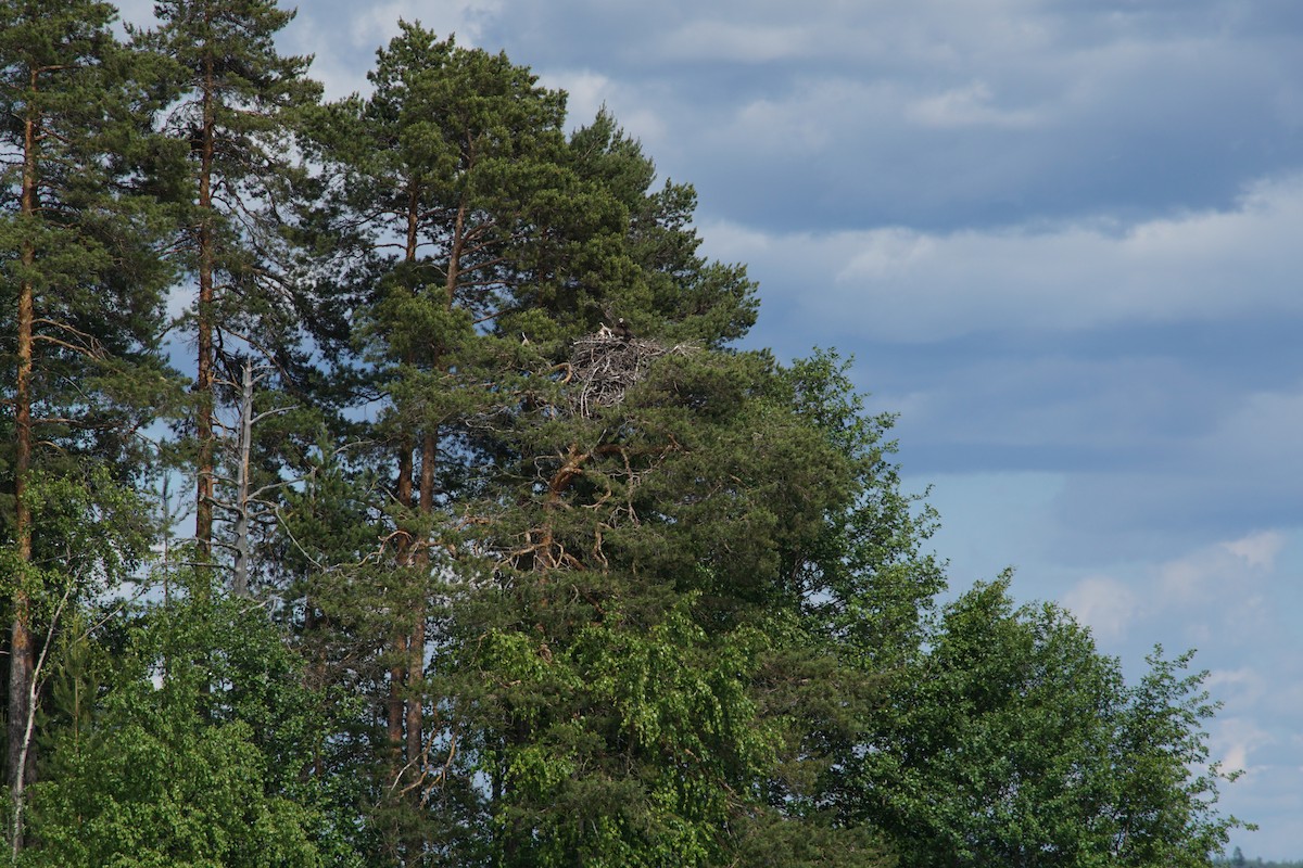 Osprey - ML644851442