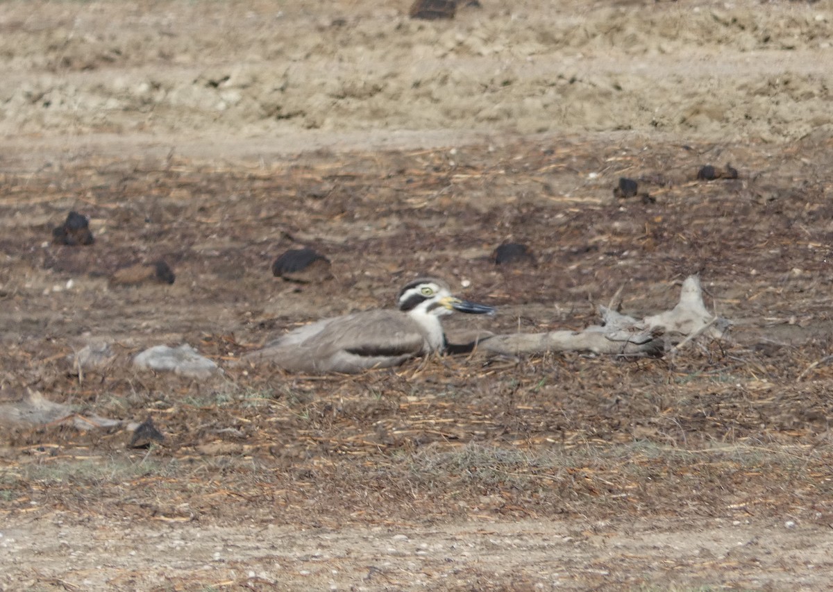 Grand Oedicnème - ML644851492