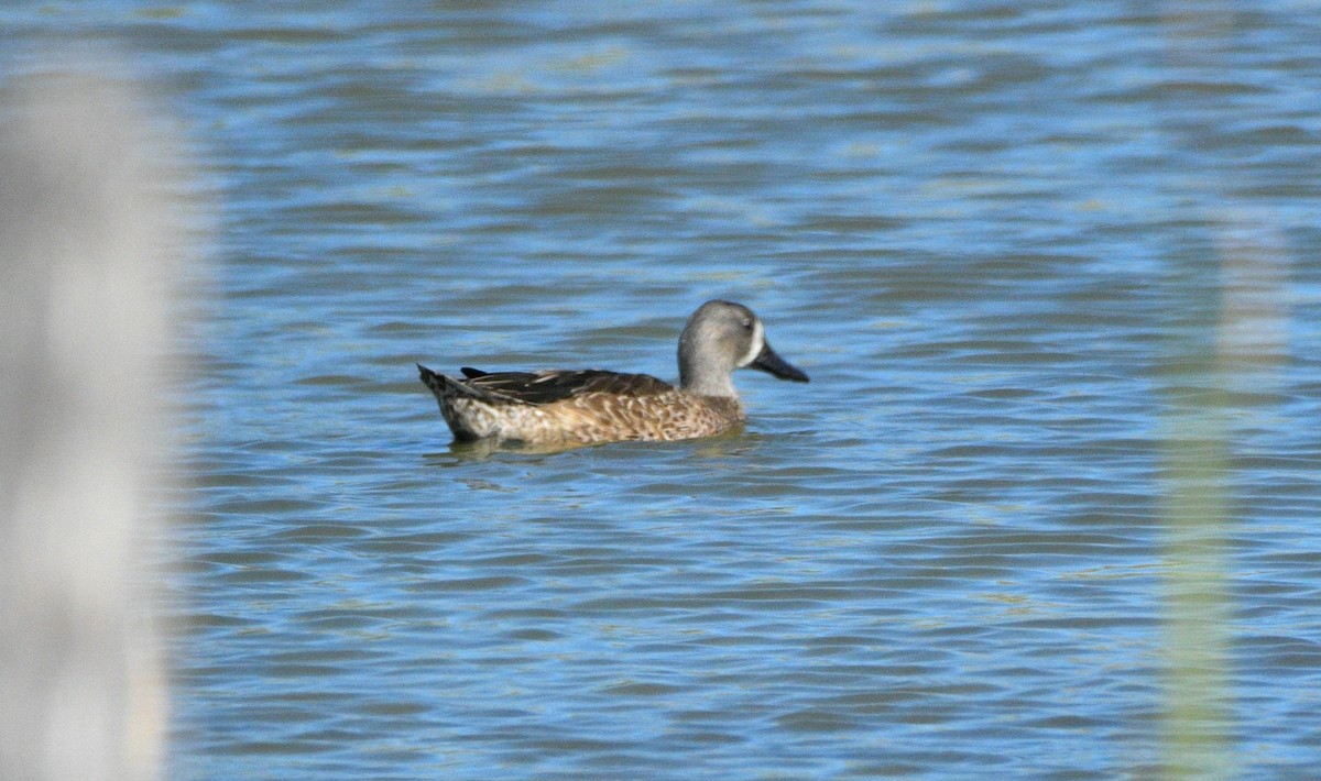 čírka modrokřídlá - ML644851515