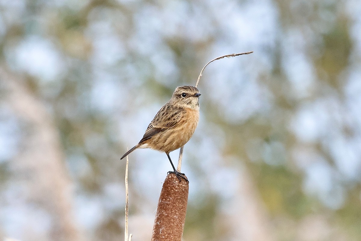 European Stonechat - ML644851524