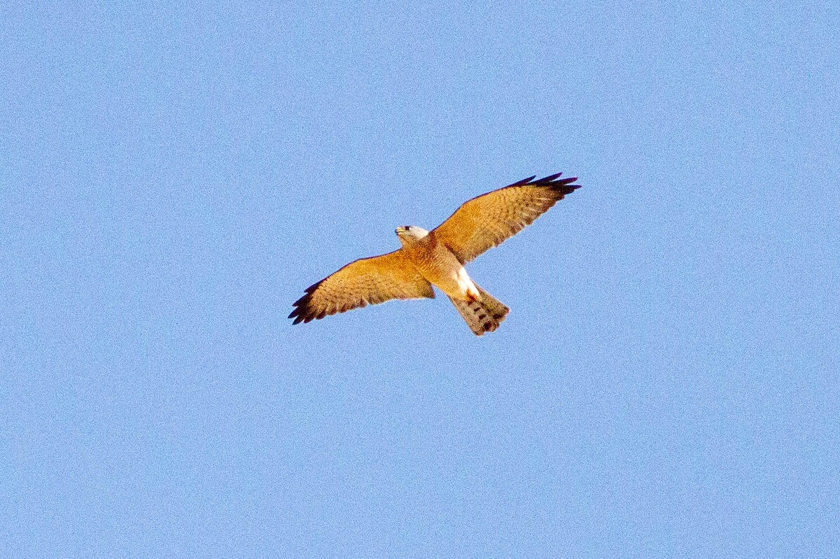 Levant Sparrowhawk - ML644851536